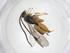  (Hypomicrogaster plagiosDHJ02 - CBG-A40272-H06)  @11 [ ] CreativeCommons - Attribution Share - Alike (2024) Centre for Biodiversity Genomics Centre for Biodiversity Genomics