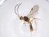  (Microctonus Malaise8852 - CBG-A40274-E04)  @11 [ ] CreativeCommons - Attribution Share - Alike (2024) Centre for Biodiversity Genomics Centre for Biodiversity Genomics