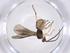  (Bracon Malaise5235 - CBG-A40277-F09)  @11 [ ] CreativeCommons - Attribution Share - Alike (2024) Centre for Biodiversity Genomics Centre for Biodiversity Genomics