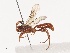  (Barichneumon Malaise8071 - CCDB-31606-C09)  @11 [ ] CreativeCommons - Attribution Share - Alike (2024) CBG Photography Group Centre for Biodiversity Genomics