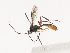  (Casinaria CAS-314 - CCDB-31606-E01)  @11 [ ] CreativeCommons - Attribution Share - Alike (2024) CBG Photography Group Centre for Biodiversity Genomics