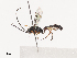  (Campoplex Malaise7432 - CCDB-31606-E04)  @11 [ ] CreativeCommons - Attribution Share - Alike (2024) CBG Photography Group Centre for Biodiversity Genomics