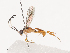  (crypMalaise01 crypMalaise01 Malaise2338 - CCDB-31606-E10)  @11 [ ] CreativeCommons - Attribution Share - Alike (2024) CBG Photography Group Centre for Biodiversity Genomics