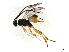  ( - CCDB-38214-H05)  @11 [ ] CreativeCommons - Attribution Share-Alike (2024) CBG Photography Group Centre for Biodiversity Genomics