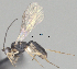  ( - CCDB-38214-D03)  @11 [ ] CreativeCommons - Attribution (2023) Michael Sharkey Centre for Biodiversity Genomics