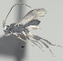  ( - CCDB-38198-F01)  @11 [ ] CreativeCommons - Attribution (2023) Michael Sharkey Centre for Biodiversity Genomics