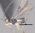 ( - CCDB-38197-F02)  @11 [ ] CreativeCommons - Attribution (2023) Michael Sharkey Centre for Biodiversity Genomics