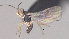  ( - CCDB-38196-F04)  @11 [ ] CreativeCommons - Attribution (2023) Michael Sharkey Centre for Biodiversity Genomics