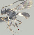 ( - CCDB-38198-F05)  @11 [ ] CreativeCommons - Attribution (2023) Michael Sharkey Centre for Biodiversity Genomics