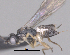  ( - CCDB-38197-F06)  @11 [ ] CreativeCommons - Attribution (2023) Michael Sharkey Centre for Biodiversity Genomics