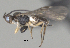  ( - CCDB-38214-G01)  @11 [ ] CreativeCommons - Attribution (2023) Michael Sharkey Centre for Biodiversity Genomics