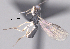  ( - CCDB-38196-G10)  @11 [ ] CreativeCommons - Attribution (2023) Michael Sharkey Centre for Biodiversity Genomics