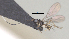  ( - CCDB-38214-G11)  @11 [ ] CreativeCommons - Attribution (2023) Michael Sharkey Centre for Biodiversity Genomics