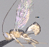  (Mesochorus Malaise2776 - CCDB-38197-G06)  @11 [ ] CreativeCommons - Attribution (2023) Michael Sharkey Centre for Biodiversity Genomics