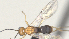  (Stiropius Malaise3080 - CCDB-38214-G09)  @11 [ ] CreativeCommons - Attribution (2023) Michael Sharkey Centre for Biodiversity Genomics