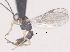  (Stiropius Malaise4716 - CCDB-38197-H10)  @11 [ ] CreativeCommons - Attribution (2023) Michael Sharkey Centre for Biodiversity Genomics