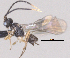  ( - CCDB-38196-H03)  @11 [ ] CreativeCommons - Attribution (2023) Michael Sharkey Centre for Biodiversity Genomics