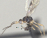 ( - CCDB-38214-H03)  @11 [ ] CreativeCommons - Attribution (2023) Michael Sharkey Centre for Biodiversity Genomics