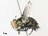  ( - CBG-A30064-A12)  @11 [ ] CreativeCommons - Attribution Share - Alike (2024) CBG Photography Group Centre for Biodiversity Genomics