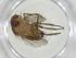  (Siphona Malaise9404 - CBG-A30376-G02)  @11 [ ] CreativeCommons - Attribution Share - Alike (2024) Centre for Biodiversity Genomics Centre for Biodiversity Genomics