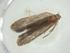  (cramBioLep01 Malaise9396 - CBG-A30386-G02)  @11 [ ] CreativeCommons - Attribution Share - Alike (2024) Centre for Biodiversity Genomics Centre for Biodiversity Genomics