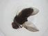  (Chaetostigmoptera malaise8023 - CBG-A30525-A11)  @11 [ ] CreativeCommons - Attribution Share - Alike (2024) Centre for Biodiversity Genomics Centre for Biodiversity Genomics
