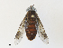  ( - CBG-A30946-A04)  @11 [ ] CreativeCommons - Attribution Share - Alike (2024) CBG Photography Group Centre for Biodiversity Genomics
