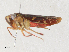  ( - CBG-A30947-F06)  @11 [ ] CreativeCommons - Attribution Share - Alike (2024) CBG Photography Group Centre for Biodiversity Genomics