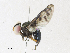  ( - CBG-A30947-F11)  @11 [ ] CreativeCommons - Attribution Share - Alike (2024) CBG Photography Group Centre for Biodiversity Genomics