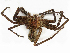  ( - CBG-A30947-H08)  @11 [ ] CreativeCommons - Attribution Share-Alike (2024) CBG Photography Group Centre for Biodiversity Genomics