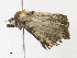  ( - CBG-A30948-A11)  @11 [ ] CreativeCommons - Attribution Share - Alike (2024) CBG Photography Group Centre for Biodiversity Genomics