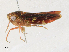  ( - CBG-A30948-C04)  @11 [ ] CreativeCommons - Attribution Share - Alike (2024) CBG Photography Group Centre for Biodiversity Genomics
