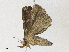  ( - CBG-A30948-F05)  @11 [ ] CreativeCommons - Attribution Share - Alike (2024) CBG Photography Group Centre for Biodiversity Genomics