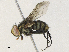  ( - CBG-A30948-G03)  @11 [ ] CreativeCommons - Attribution Share - Alike (2024) CBG Photography Group Centre for Biodiversity Genomics