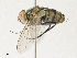  ( - CBG-A30955-C07)  @11 [ ] CreativeCommons - Attribution Share - Alike (2024) CBG Photography Group Centre for Biodiversity Genomics
