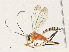  (Diradops Malaise3363 - CBG-A30955-D06)  @11 [ ] CreativeCommons - Attribution Share - Alike (2024) CBG Photography Group Centre for Biodiversity Genomics
