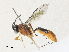  ( - CBG-A30993-D04)  @11 [ ] CreativeCommons - Attribution Share - Alike (2024) CBG Photography Group Centre for Biodiversity Genomics