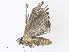  ( - CBG-A30994-D11)  @11 [ ] CreativeCommons - Attribution Share - Alike (2024) CBG Photography Group Centre for Biodiversity Genomics