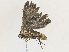  ( - CBG-A30994-E03)  @11 [ ] CreativeCommons - Attribution Share - Alike (2024) CBG Photography Group Centre for Biodiversity Genomics