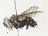  (Lespesia Janzen3742 - CBG-A30994-F09)  @11 [ ] CreativeCommons - Attribution Share - Alike (2024) CBG Photography Group Centre for Biodiversity Genomics