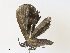  ( - CBG-A30995-A07)  @11 [ ] CreativeCommons - Attribution Share - Alike (2024) CBG Photography Group Centre for Biodiversity Genomics