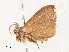  ( - CBG-A31757-B01)  @11 [ ] CreativeCommons - Attribution Share - Alike (2024) CBG Photography Group Centre for Biodiversity Genomics