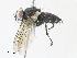  ( - CBG-A31757-D11)  @11 [ ] CreativeCommons - Attribution Share - Alike (2024) CBG Photography Group Centre for Biodiversity Genomics