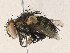  ( - CBG-A31757-H04)  @11 [ ] CreativeCommons - Attribution Share - Alike (2024) CBG Photography Group Centre for Biodiversity Genomics