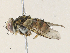  ( - CBG-A31759-G04)  @11 [ ] CreativeCommons - Attribution Share - Alike (2024) CBG Photography Group Centre for Biodiversity Genomics
