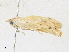  ( - CBG-A31761-A08)  @11 [ ] CreativeCommons - Attribution Share - Alike (2024) CBG Photography Group Centre for Biodiversity Genomics