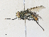  ( - CBG-A31761-B05)  @11 [ ] CreativeCommons - Attribution Share - Alike (2024) CBG Photography Group Centre for Biodiversity Genomics