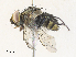  ( - CBG-A31762-A01)  @11 [ ] CreativeCommons - Attribution Share - Alike (2024) CBG Photography Group Centre for Biodiversity Genomics