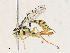  ( - CBG-A31762-H02)  @11 [ ] CreativeCommons - Attribution Share - Alike (2024) CBG Photography Group Centre for Biodiversity Genomics