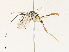  ( - CBG-A31763-A02)  @11 [ ] CreativeCommons - Attribution Share - Alike (2024) CBG Photography Group Centre for Biodiversity Genomics